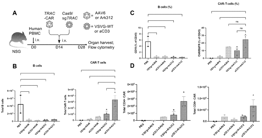 图4 edv和aav组合在体内生成trac靶向car t细胞的能力评估