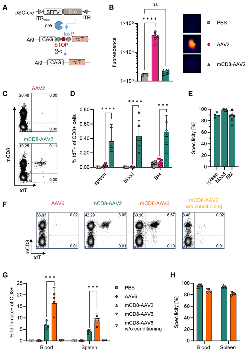 图5 免疫健全小鼠中cd8特异性体内基因转移[6]