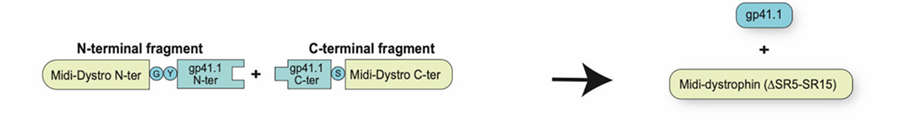 图5 内含肽双aav载体递送策略