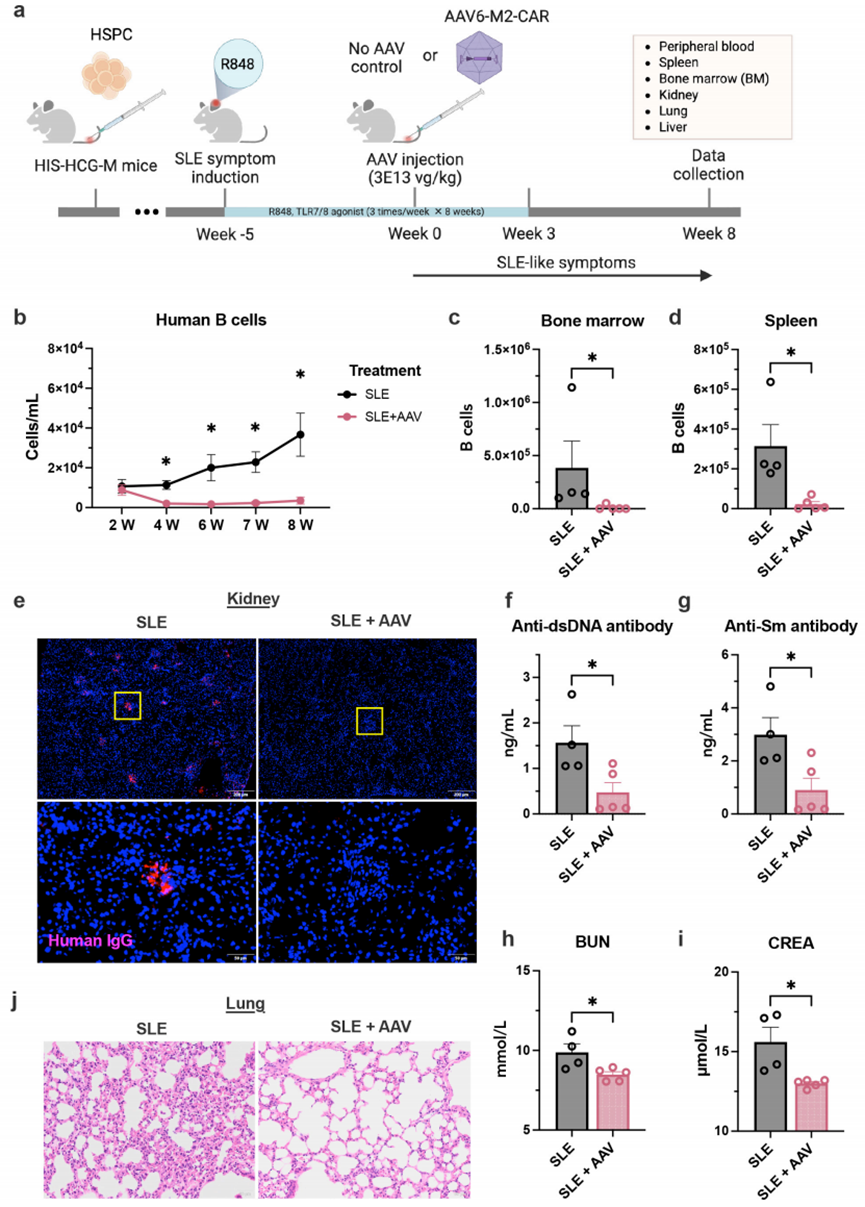 图6 aav6 m2体内car t疗法在人源化狼疮模型中消除b细胞并改善sle症状[7]