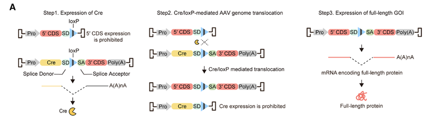 图6 aavlink系统示意图