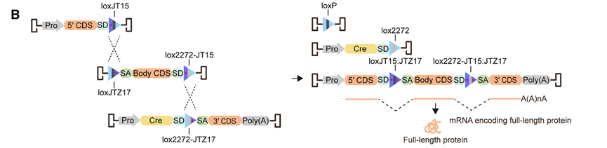 图7 aavlink介导的三载体递送示意图