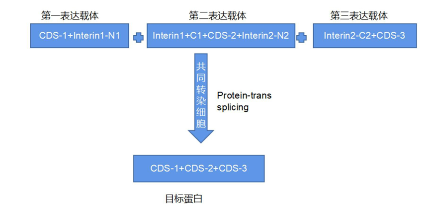 图8 两组正交的内含肽三aav载体递送策略