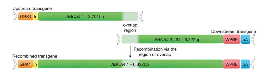 图9 abca4重叠双载体系统示意图