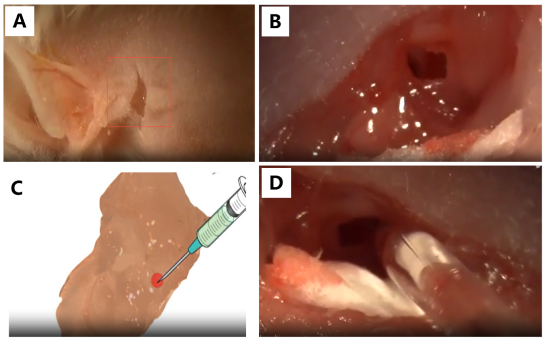 小鼠圆窗膜注射