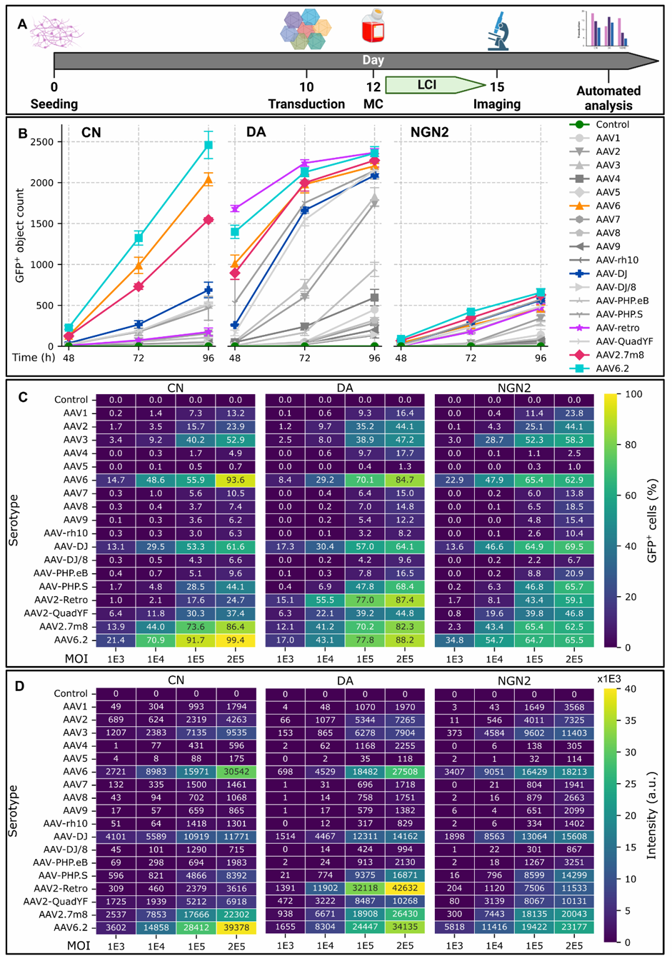 图1 不同神经元亚型中aav转导效率的比较。