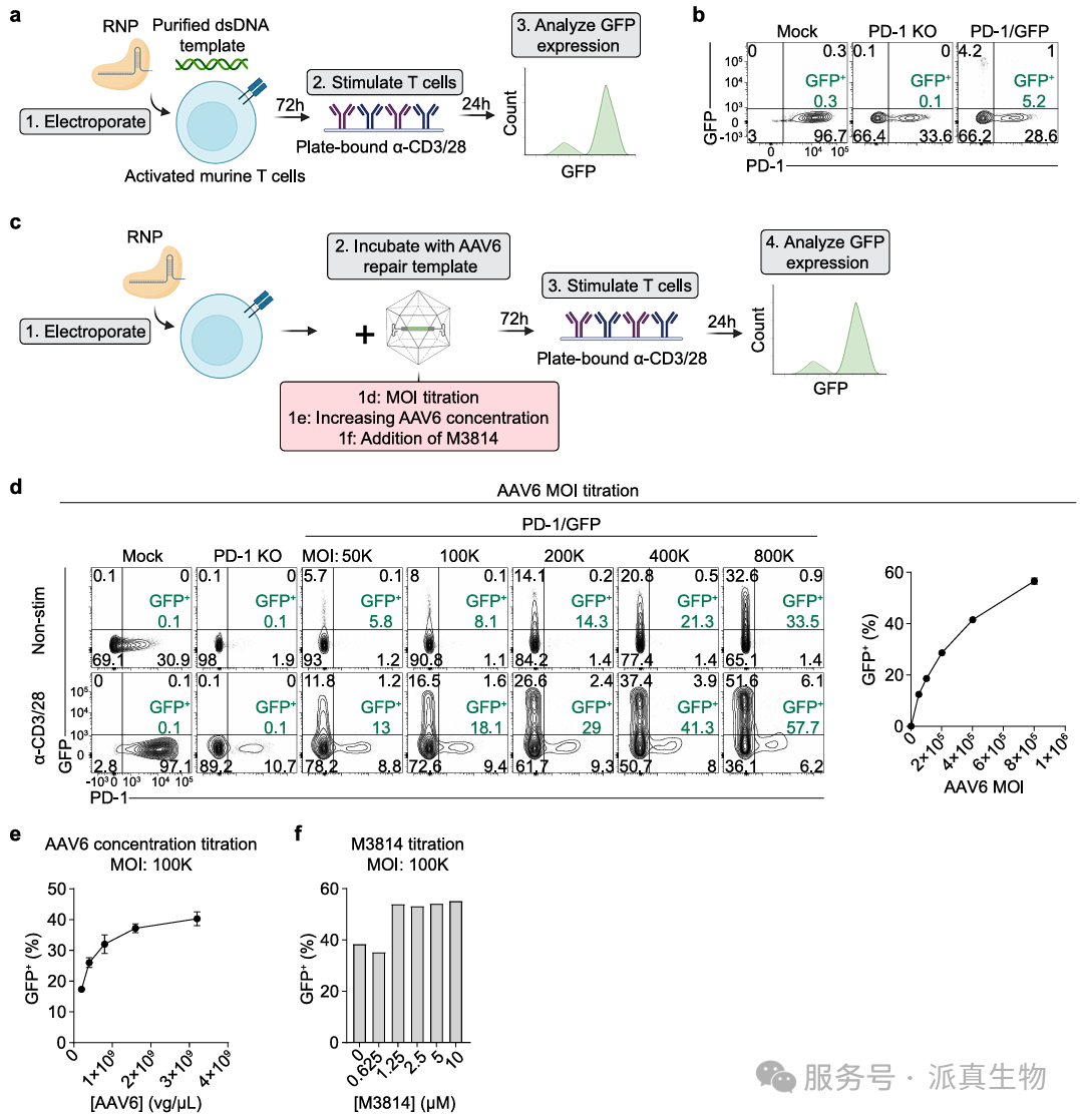 图1 优化用于工程化原代小鼠t细胞的crispr hdr方案。