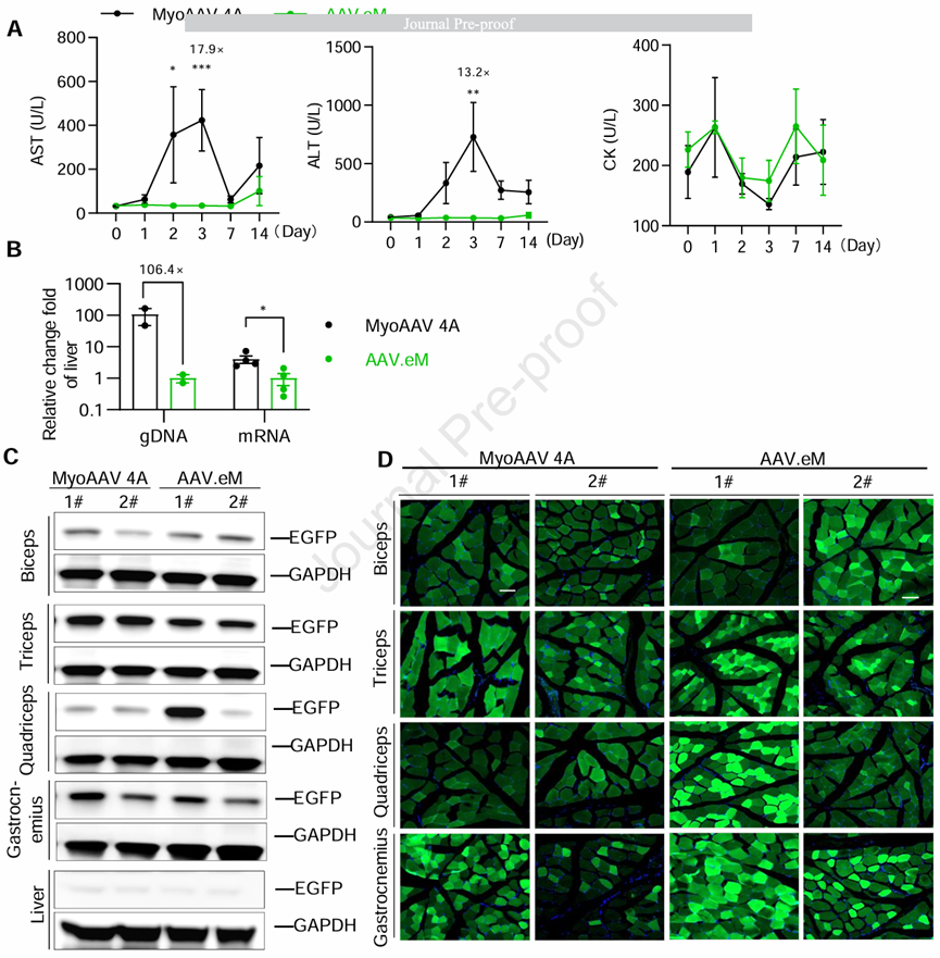图1 在非人灵长类动物中，aav.em可在不牺牲转导效率的前提下显著降低肝毒性。