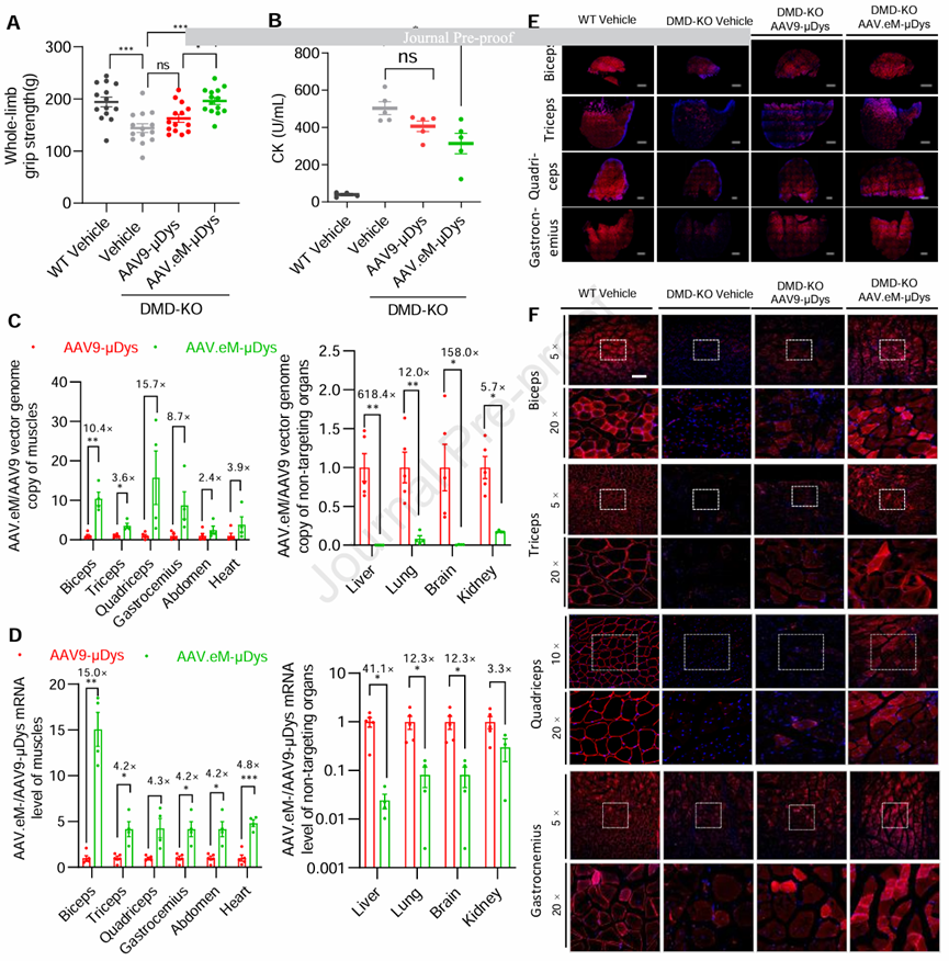 图2 系统性注射 aav.em mhck7 microdystrophin 可在成年 dmd 小鼠体内实现微肌营养不良蛋白的广泛表达，并有效恢复肌肉功能。