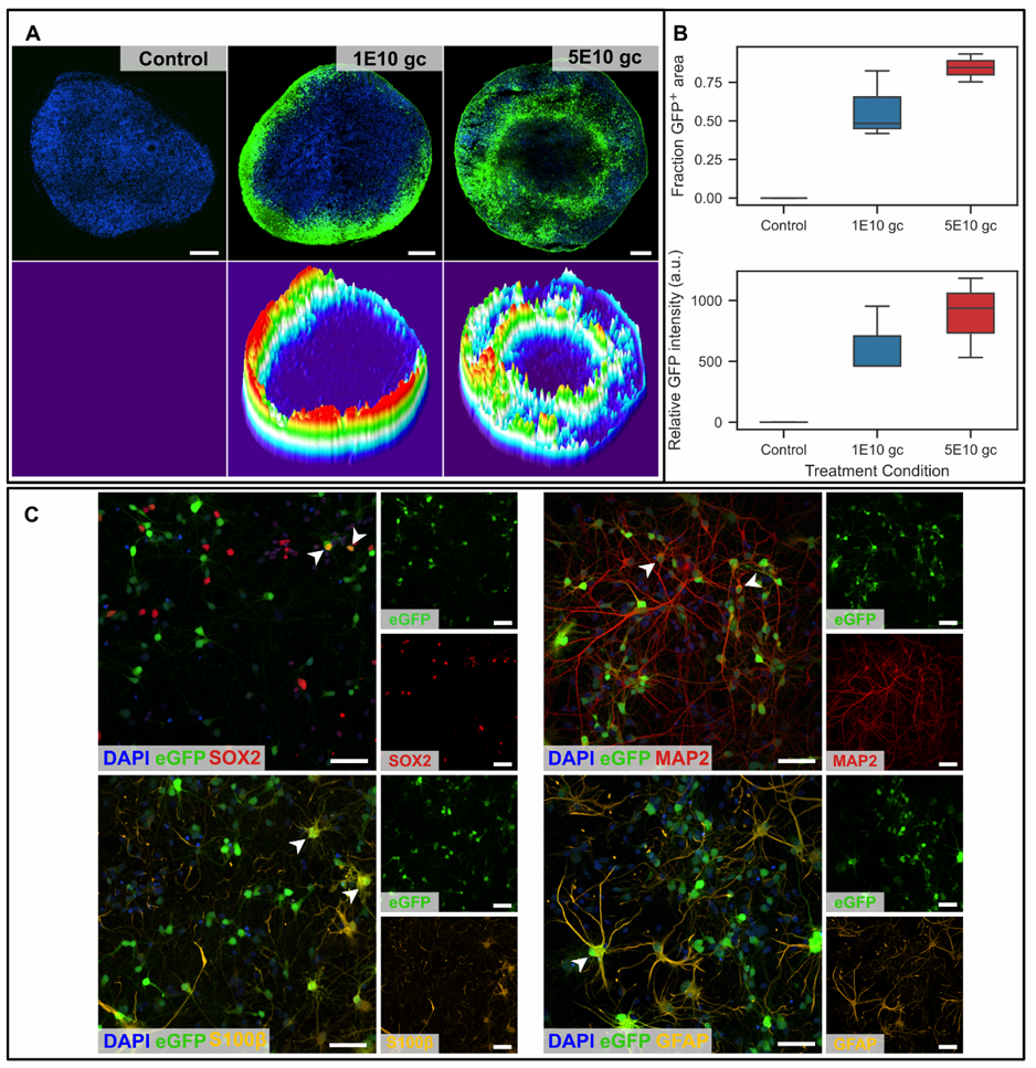 图3 小脑类器官的转导