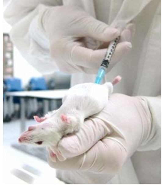 腹腔注射3